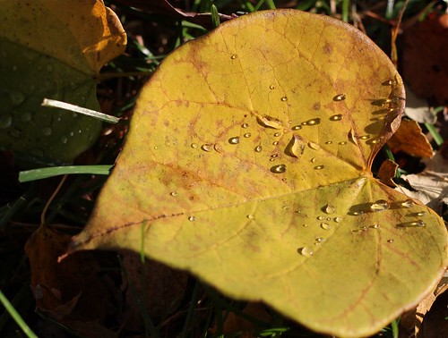 yellow redbud leaf with droplets