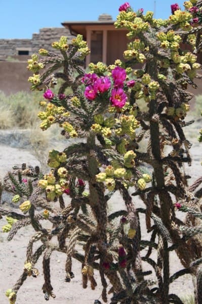 blooming cactus