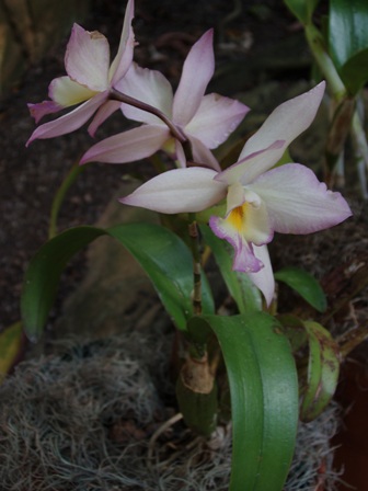 botanicalorchid