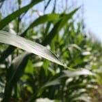 corn field