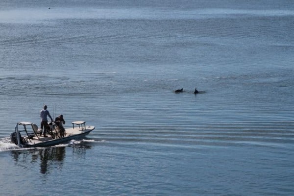 dolphin fins boat