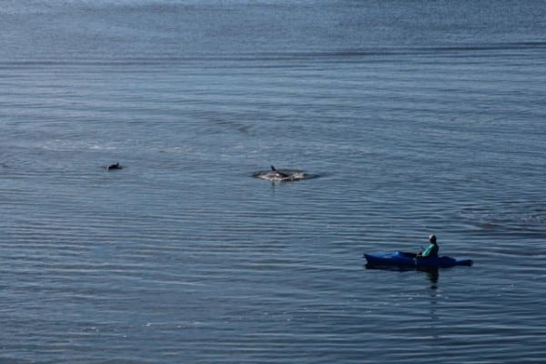 dolphin fins kayak