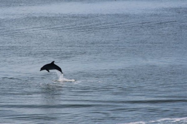 dolphin leap 1