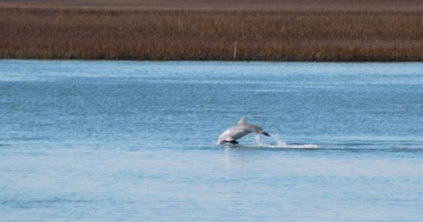 dolphin leap 4