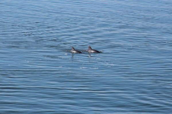 dolphin pair