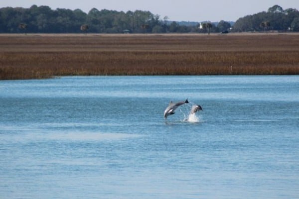 dolphins leap 3