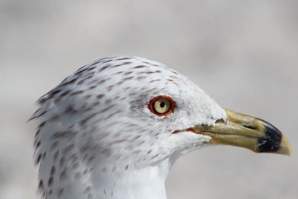 gull eye