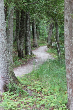 Ann Kroeker - First Time Camping - Tomorrow Night, Marshmallows - winding path in woods