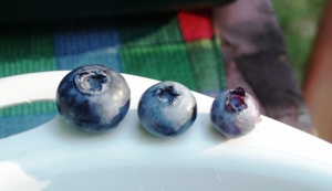 (l to r) Garden of Eden berry, quite large berry, ordinary supermarket-sized berry.