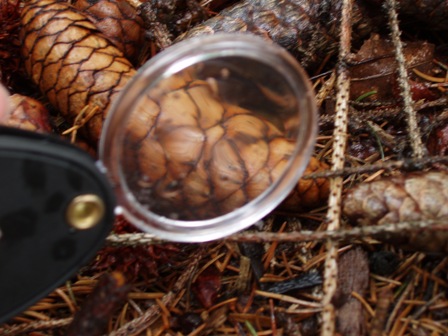 magnifiedpinecone