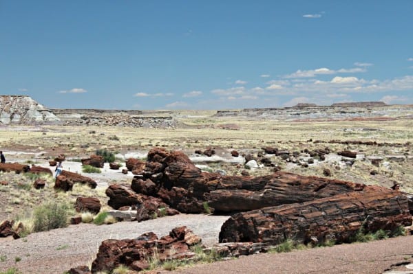 petrified wood in foreground