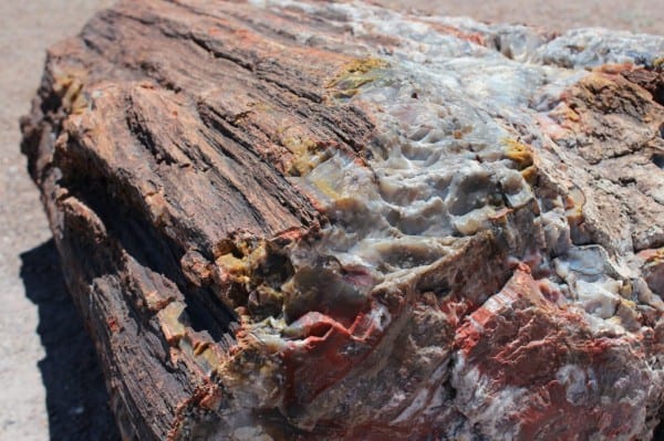 petrified wood log yellows