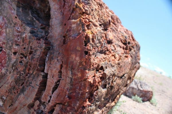 petrified wood orange end