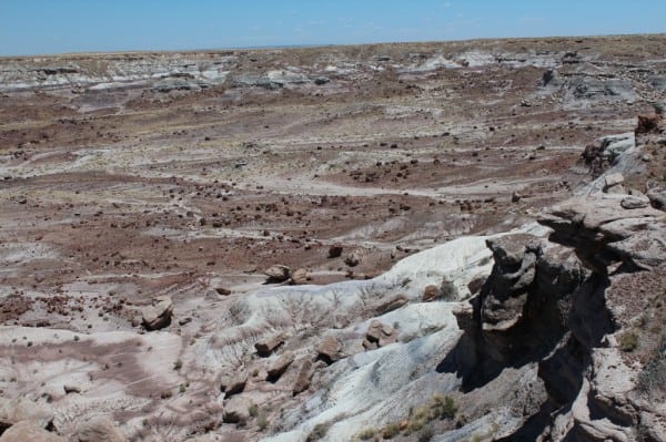 petrified wood strewn