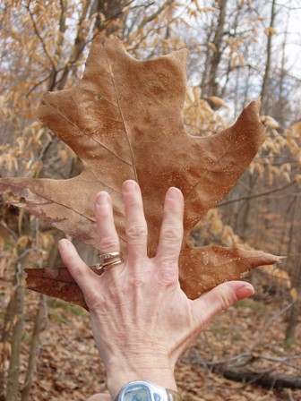 retreat-large-leaf.jpg