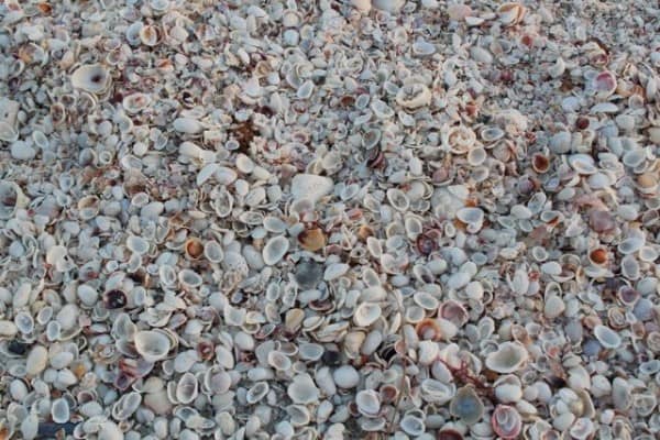 shells beach