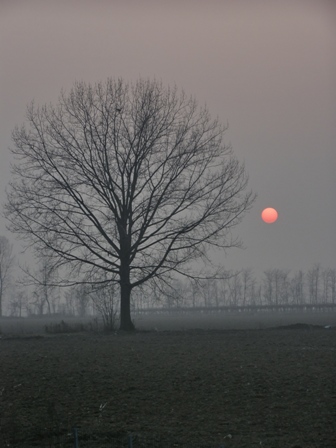 tree-sunset.jpg