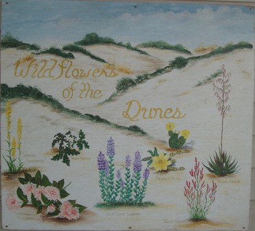 wildflowersofdunes