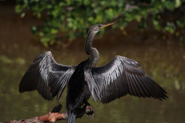 wings spread